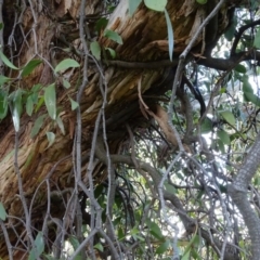 Muellerina eucalyptoides at Isaacs, ACT - 18 May 2020 04:06 PM