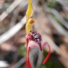 Chiloglottis reflexa (Short-clubbed Wasp Orchid) at Hackett, ACT - 20 May 2020 by shoko