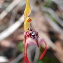 Chiloglottis reflexa (Short-clubbed Wasp Orchid) at Black Mountain - 20 May 2020 by shoko