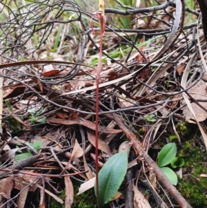 Chiloglottis reflexa at Hackett, ACT - 20 May 2020