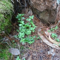 Mentha diemenica (Wild Mint, Slender Mint) at Isaacs, ACT - 18 May 2020 by Mike