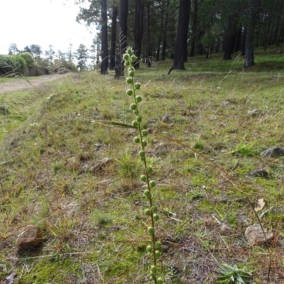 Verbascum virgatum (Green Mullein) at Isaacs Ridge and Nearby - 18 May 2020 by Mike