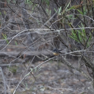 Rhipidura albiscapa at Wamboin, NSW - 20 Apr 2020
