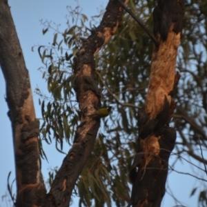 Nesoptilotis leucotis at Wamboin, NSW - 20 Apr 2020