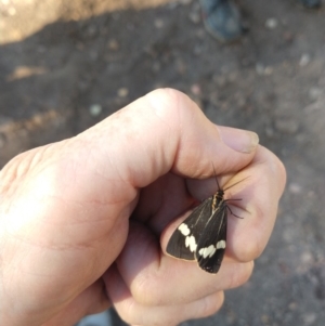 Nyctemera amicus at Surf Beach, NSW - 19 May 2020