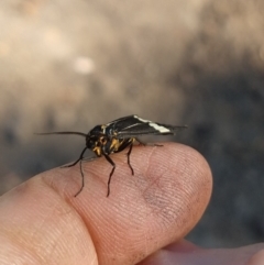 Nyctemera amicus at Surf Beach, NSW - 19 May 2020