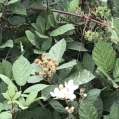 Rubus anglocandicans (Blackberry) at Wanniassa, ACT - 28 Mar 2020 by Warwick