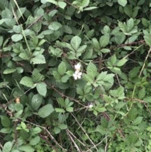 Rubus anglocandicans at Wanniassa, ACT - 29 Mar 2020 10:04 AM