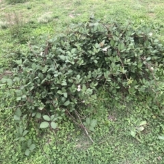 Rubus anglocandicans at Wanniassa, ACT - 29 Mar 2020 10:04 AM