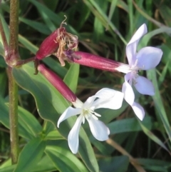 Saponaria officinalis (Soapwort, Bouncing Bet) at Stony Creek - 19 May 2020 by RobParnell