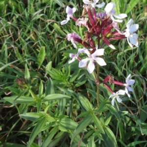 Saponaria officinalis at Coree, ACT - 19 May 2020