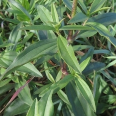 Saponaria officinalis at Coree, ACT - 19 May 2020