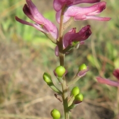 Fumaria sp. (Fumitory) at Stony Creek - 19 May 2020 by RobParnell