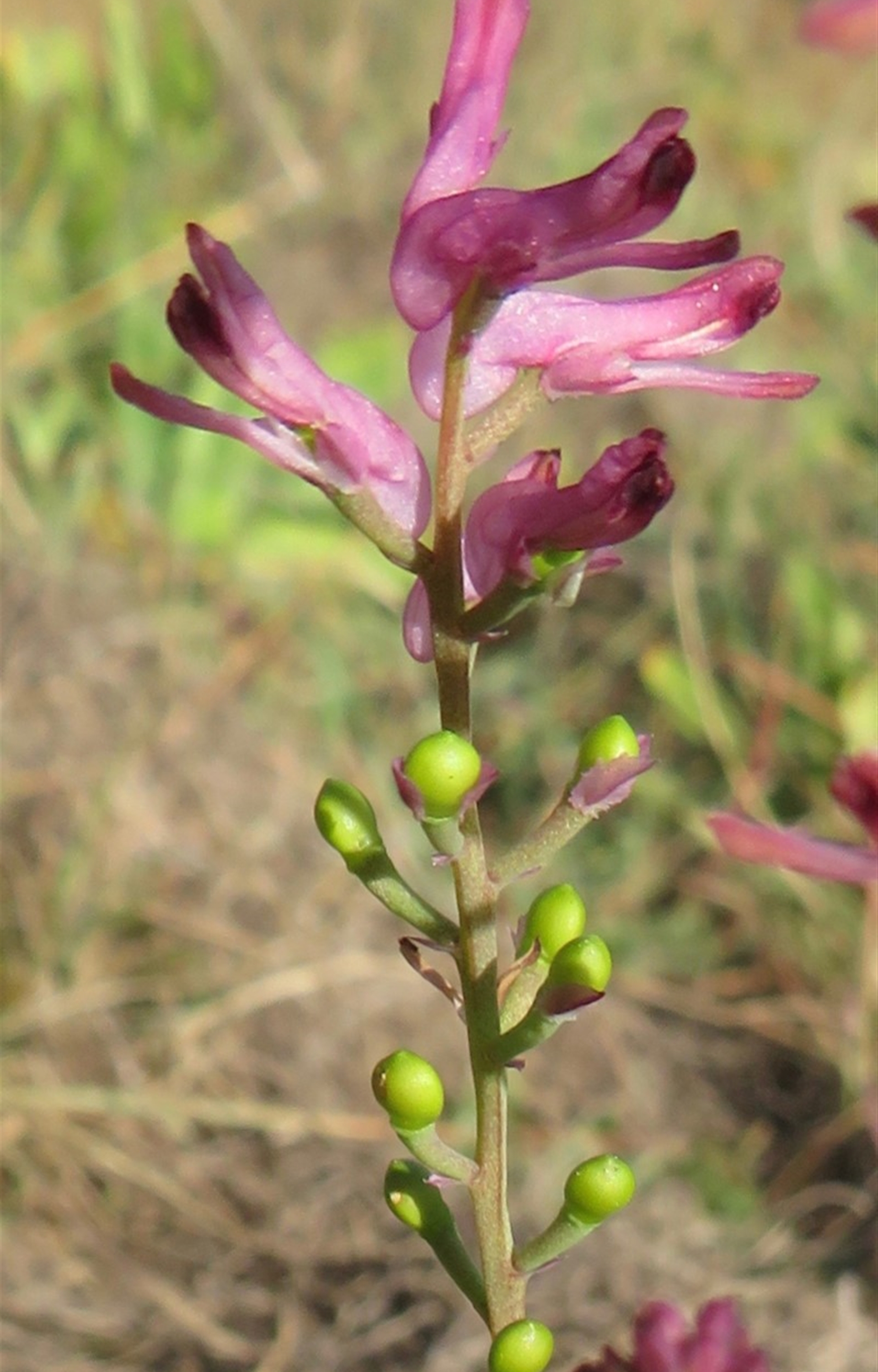 Fumaria sp. at Coree, ACT - Canberra Nature Map