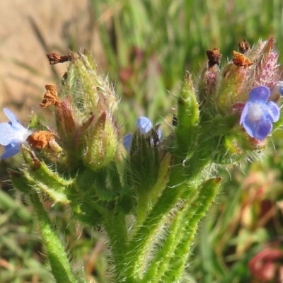 Anchusa arvensis (Small Bugloss) at Uriarra Recreation Reserve - 19 May 2020 by RobParnell
