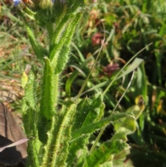 Anchusa arvensis at Coree, ACT - 19 May 2020