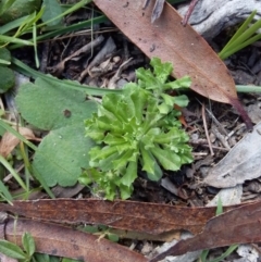 Facelis retusa (Trampweed) at Harolds Cross, NSW - 19 May 2020 by brunonia