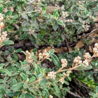 Pomaderris pallida (Pale Pomaderris) at Kambah, ACT - 19 May 2020 by HelenCross