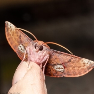 Oenochroma vinaria at Macgregor, ACT - 18 May 2020