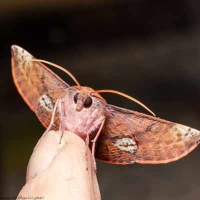 Oenochroma vinaria (Pink-bellied Moth, Hakea Wine Moth) at Macgregor, ACT - 18 May 2020 by Roger