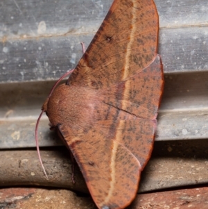 Oenochroma vinaria at Macgregor, ACT - 18 May 2020