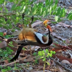 Acanthorhynchus tenuirostris (Eastern Spinebill) at Hackett, ACT - 19 May 2020 by RodDeb