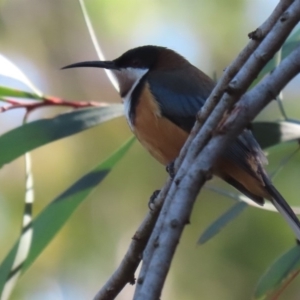 Acanthorhynchus tenuirostris at Hackett, ACT - 19 May 2020