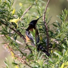 Acanthorhynchus tenuirostris at Hackett, ACT - 19 May 2020