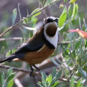 Acanthorhynchus tenuirostris at Hackett, ACT - 19 May 2020