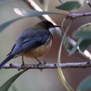 Acanthorhynchus tenuirostris at Hackett, ACT - 19 May 2020