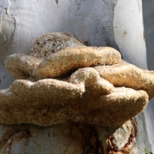 Laetiporus portentosus at Hackett, ACT - 19 May 2020 12:33 PM