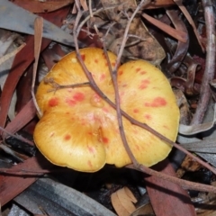 Unidentified Cap on a stem; gills below cap [mushrooms or mushroom-like] at ANBG - 19 May 2020 by RodDeb