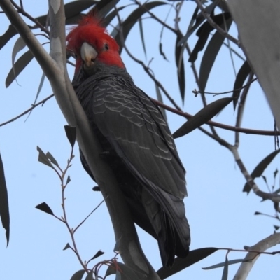 Callocephalon fimbriatum (Gang-gang Cockatoo) at ANBG - 19 May 2020 by RodDeb