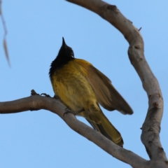 Nesoptilotis leucotis (White-eared Honeyeater) at Mount Ainslie - 18 May 2020 by jb2602