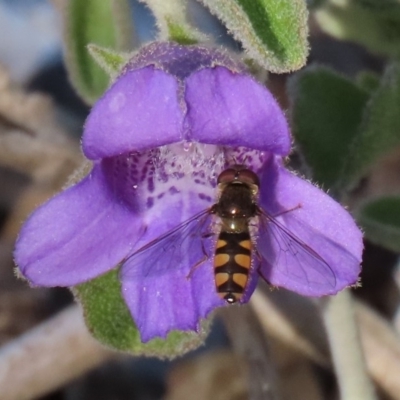 Melangyna viridiceps (Hover fly) at ANBG - 19 May 2020 by RodDeb