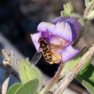 Melangyna viridiceps at Acton, ACT - 19 May 2020