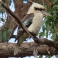 Dacelo novaeguineae at Acton, ACT - 19 May 2020