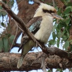 Dacelo novaeguineae (Laughing Kookaburra) at Acton, ACT - 19 May 2020 by RodDeb