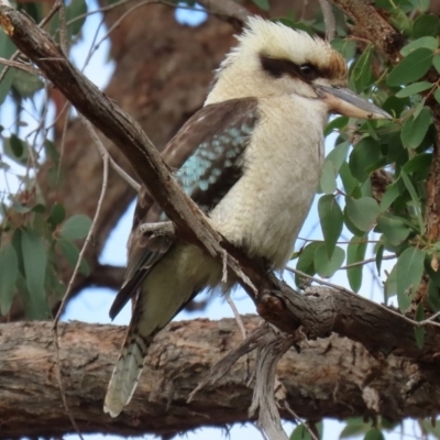 Dacelo novaeguineae (Laughing Kookaburra) at ANBG - 19 May 2020 by RodDeb