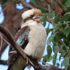 Dacelo novaeguineae at Acton, ACT - 19 May 2020