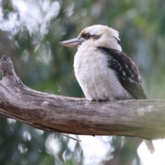 Dacelo novaeguineae at Acton, ACT - 19 May 2020