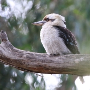 Dacelo novaeguineae at Acton, ACT - 19 May 2020