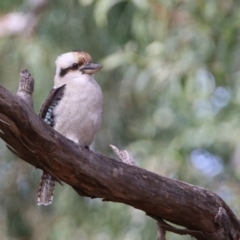 Dacelo novaeguineae at Acton, ACT - 19 May 2020