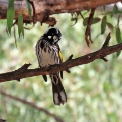 Phylidonyris novaehollandiae (New Holland Honeyeater) at Hackett, ACT - 19 May 2020 by RodDeb