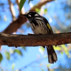 Phylidonyris novaehollandiae at Hackett, ACT - 19 May 2020