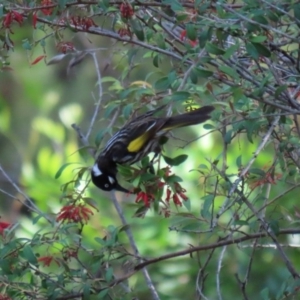 Phylidonyris novaehollandiae at Hackett, ACT - 19 May 2020