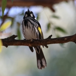 Phylidonyris novaehollandiae at Hackett, ACT - 19 May 2020