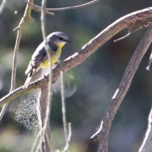 Eopsaltria australis at Acton, ACT - 19 May 2020