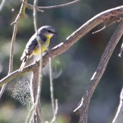 Eopsaltria australis (Eastern Yellow Robin) at Acton, ACT - 19 May 2020 by RodDeb