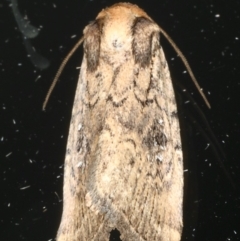 Proteuxoa nycteris (A Noctuid moth) at Ainslie, ACT - 18 May 2020 by jbromilow50